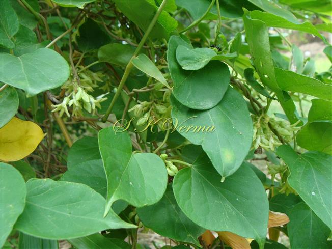  Flowering shoot